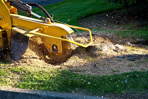 Tree Branch Trimming in Cedar City, UT